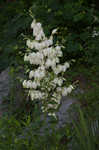 Weak-leaf yucca